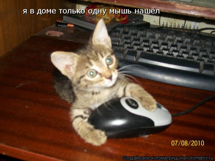 я в доме только одну мышь нашёл... Котоматрица: я в доме только одну мышь нашёл