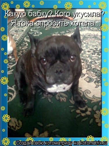 Какую бабку? Кого укусила? Я тока спросить хотела...... Котоматрица: Какую бабку? Кого укусила? Я тока спросить хотела...