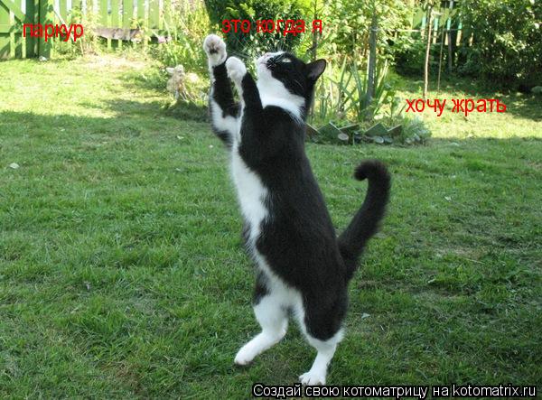 паркур это когда я хочу жрать... Котоматрица: паркур это когда я хочу жрать