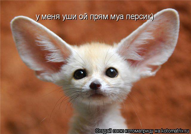 у меня уши ой прям муа персик)... Котоматрица: у меня уши ой прям муа персик)