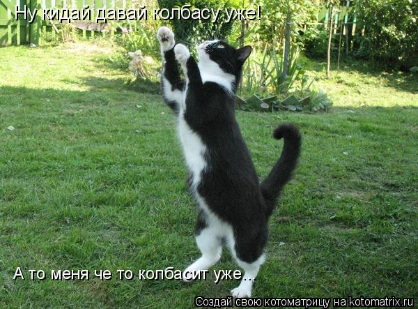 Ну кидай давай колбасу уже! А то меня че то колбасит уже...... Котоматрица: Ну кидай давай колбасу уже! А то меня че то колбасит уже...