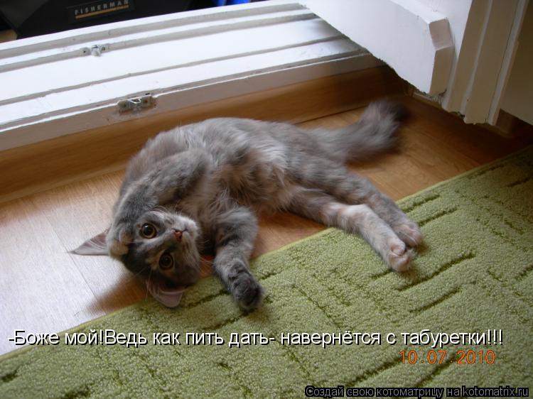 -Боже мой!Ведь как пить дать- навернётся с табуретки!!!... Котоматрица: -Боже мой!Ведь как пить дать- навернётся с табуретки!!!
