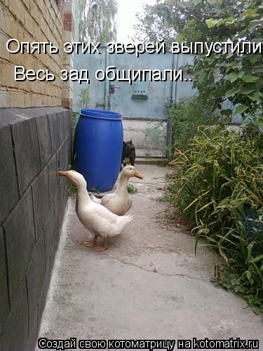 Опять этих зверей выпустили! Весь зад общипали..... Котоматрица: Опять этих зверей выпустили! Весь зад общипали..