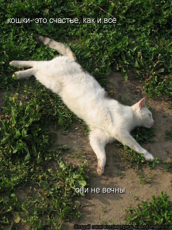 кошки- это счастье, как и все они не вечны...... Котоматрица: кошки- это счастье, как и все они не вечны...