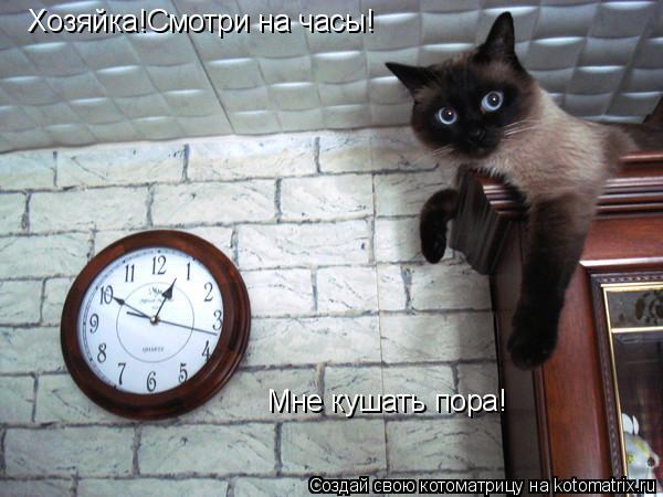 Хозяйка!Смотри на часы! Мне кушать пора!... Котоматрица: Хозяйка!Смотри на часы! Мне кушать пора!