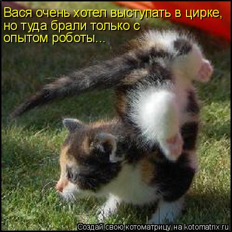 Вася очень хотел выступать в цирке, но туда брали только с опытом роботы...... Котоматрица: Вася очень хотел выступать в цирке, но туда брали только с опытом роботы...