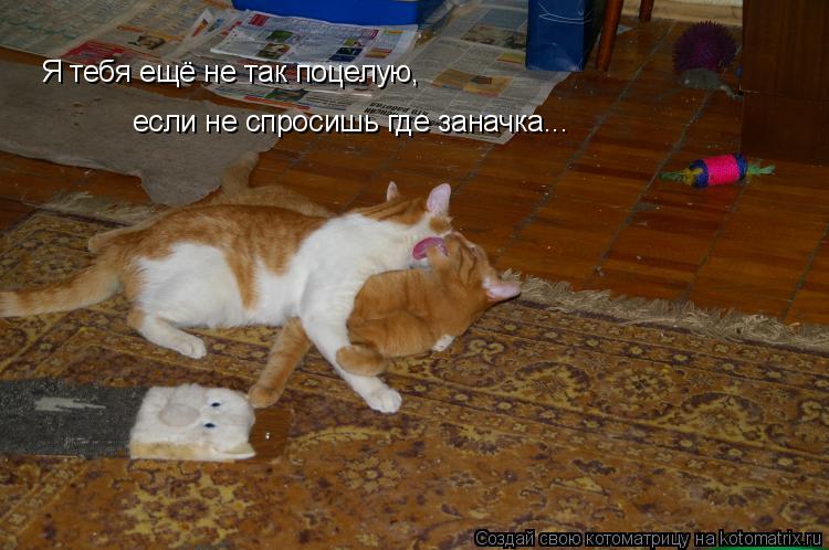 Я тебя ещё не так поцелую, если не спросишь где заначка...... Котоматрица: Я тебя ещё не так поцелую, если не спросишь где заначка...