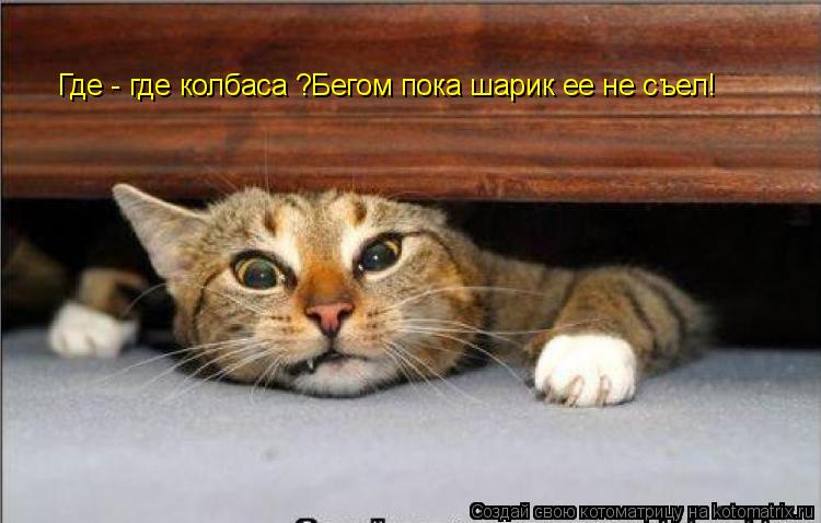 Где - где колбаса ?Бегом пока шарик ее не съел!... Котоматрица: Где - где колбаса ?Бегом пока шарик ее не съел!