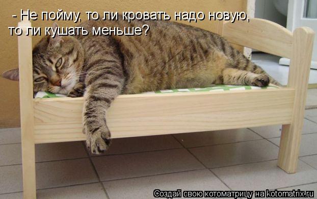 - Не пойму, то ли кровать надо новую, то ли кушать меньше?... Котоматрица: - Не пойму, то ли кровать надо новую, то ли кушать меньше?