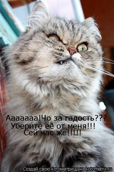 Ааааааа!Чо за гадость??? Уберите её от меня!!! Сей час же!!!!!... Котоматрица: Ааааааа!Чо за гадость??? Уберите её от меня!!! Сей час же!!!!!