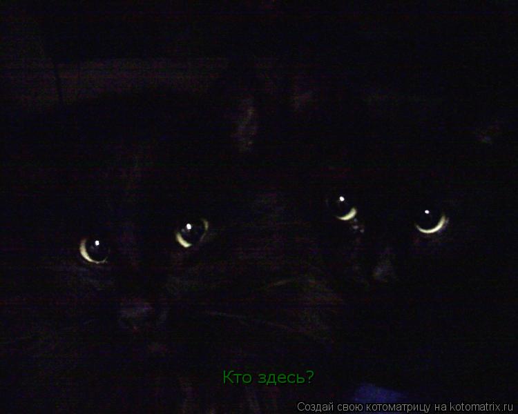 Кто здесь?... Котоматрица: Кто здесь?