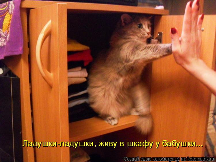 Котоматрица: Ладушки-ладушки, живу в шкафу у бабушки...