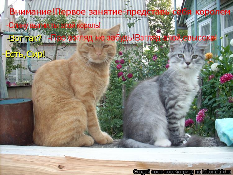 Внимание!Первое занятие-представь себя королем -Спину выгни,ты злой король! -Вот так? -Про взгляд не ... Котоматрица: Внимание!Первое занятие-представь себя королем -Спину выгни,ты злой король! -Вот так? -Про взгляд не забудь!Взгляд злой,свысока! -Есть,Сир!