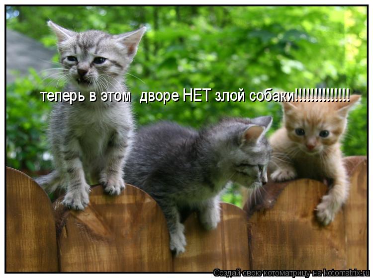 Котоматрица: теперь в этом  дворе НЕТ злой собаки!!!!!!!!!!!!!!