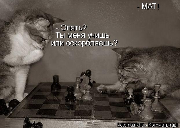 - МАТ! - Опять? Ты меня учишь или оскорбляешь?... Котоматрица: - МАТ! - Опять? Ты меня учишь или оскорбляешь?