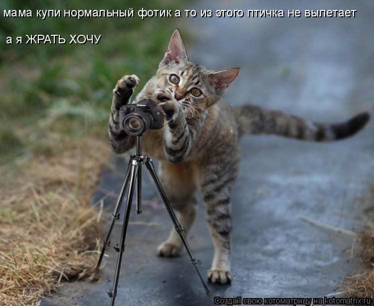 мама купи нормальный фотик а то из этого птичка не вылетает а я ЖРАТЬ ХОЧУ... Котоматрица: мама купи нормальный фотик а то из этого птичка не вылетает а я ЖРАТЬ ХОЧУ
