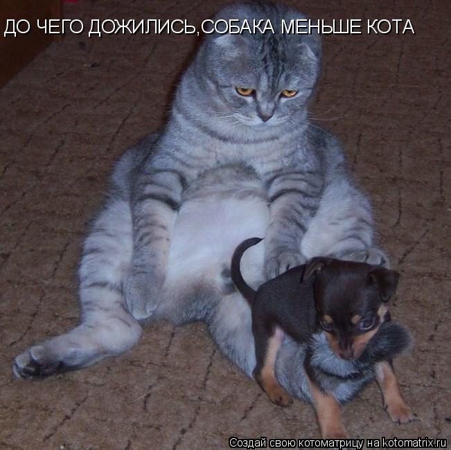 ДО ЧЕГО ДОЖИЛИСЬ,СОБАКА МЕНЬШЕ КОТА... Котоматрица: ДО ЧЕГО ДОЖИЛИСЬ,СОБАКА МЕНЬШЕ КОТА