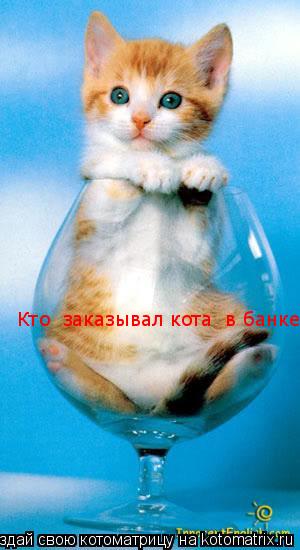 Кто заказывал кота в банке?... Котоматрица: Кто заказывал кота в банке?