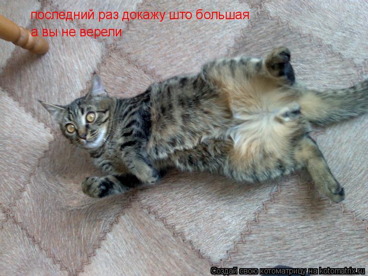 последний раз докажу што большая а вы не верели... Котоматрица: последний раз докажу што большая а вы не верели