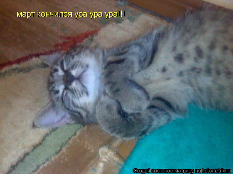 март кончился ура ура ура!!!... Котоматрица: март кончился ура ура ура!!!