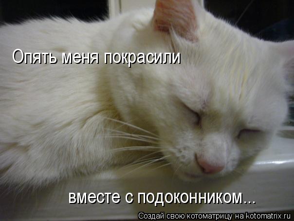 Опять меня покрасили вместе с подоконником...... Котоматрица: Опять меня покрасили вместе с подоконником...