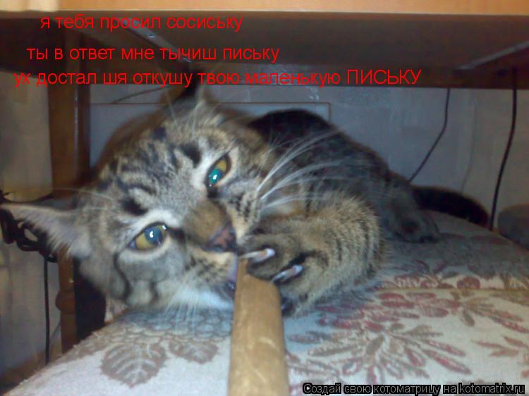Котоматрица: я тебя просил сосиську  ты в ответ мне тычиш письку ух достал шя откушу твою маленькую ПИСЬКУ