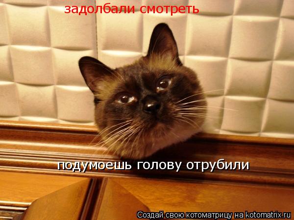 Котоматрица: задолбали смотреть подумоешь голову отрубили