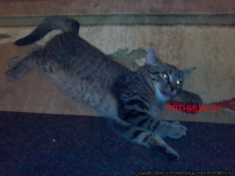 Котоматрица: ПЯТНИЦА!!)))