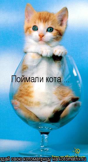 Котоматрица: Поймали кота ...