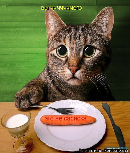 Котоматрица: вы чччччччего это не сасиска