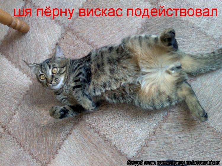 Котоматрица: шя пёрну вискас подействовал