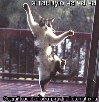 Котоматрица: я танцую ча ча ча