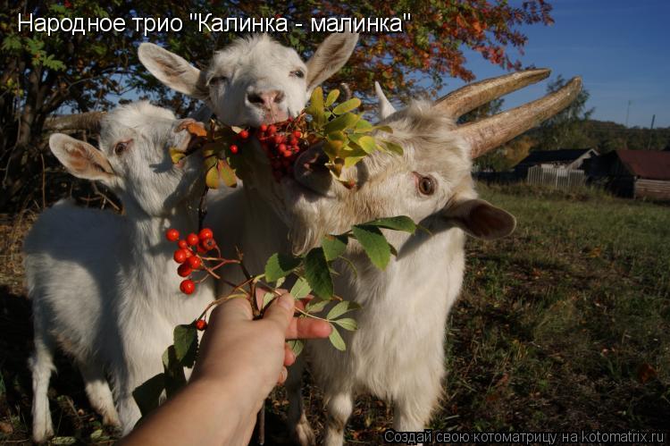 Котоматрица: Народное трио "Калинка - малинка"