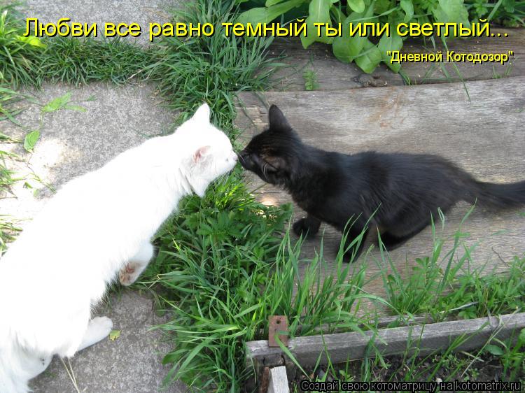 Котоматрица: Любви все равно темный ты или светлый... "Дневной Котодозор"