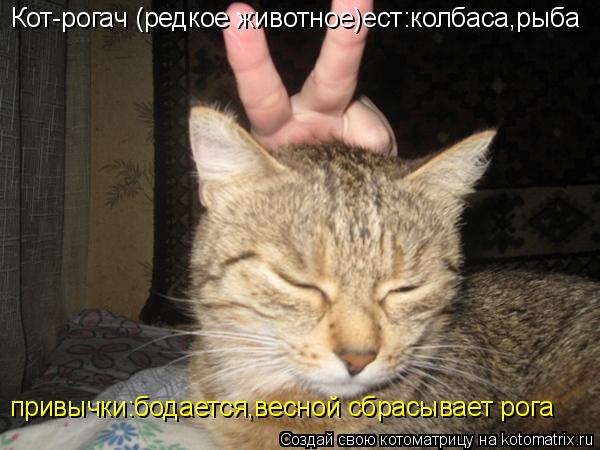 Котоматрица: Кот-рогач (редкое животное)ест:колбаса,рыба   привычки:бодается,весной сбрасывает рога
