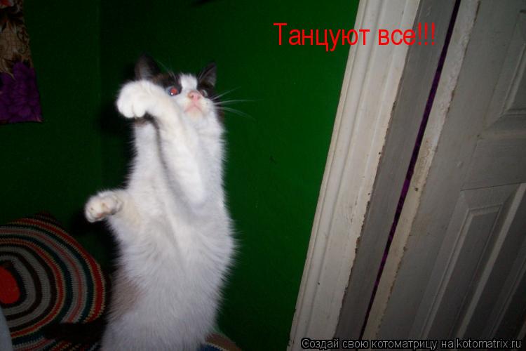 Котоматрица: Танцуют все!!!