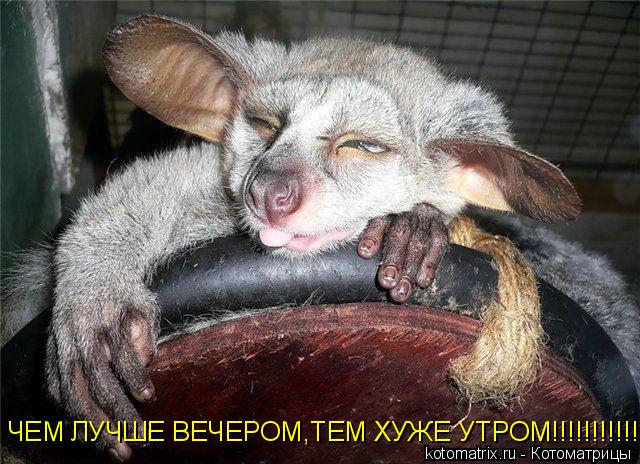 Котоматрица: ЧЕМ ЛУЧШЕ ВЕЧЕРОМ,ТЕМ ХУЖЕ УТРОМ!!!!!!!!!!!!!!!!!!!!!!!!!!!!!!!