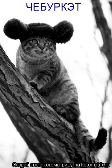 Котоматрица: ЧЕБУРКЭТ