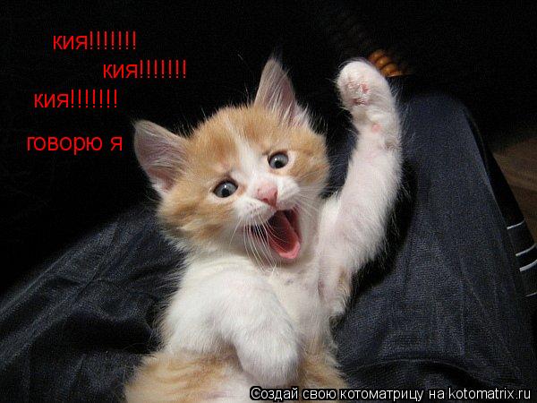 Котоматрица: кия!!!!!!! кия!!!!!!! кия!!!!!!! говорю я