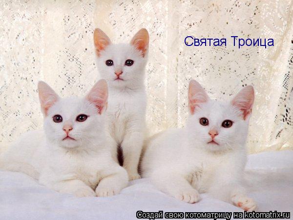Котоматрица: Святая Троица