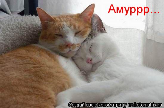 Котоматрица: Амуррр...