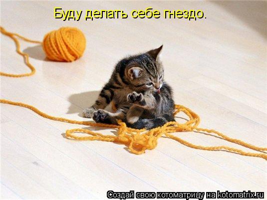 Котоматрица: Буду делать себе гнездо.