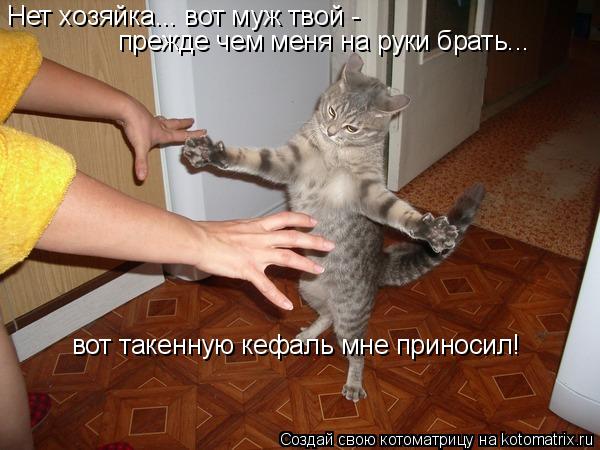 Котоматрица: Нет хозяйка... вот муж твой -  прежде чем меня на руки брать... вот такенную кефаль мне приносил!