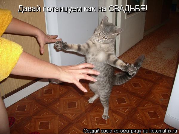 Котоматрица: Давай потанцуем как на СВАДЬБЕ!