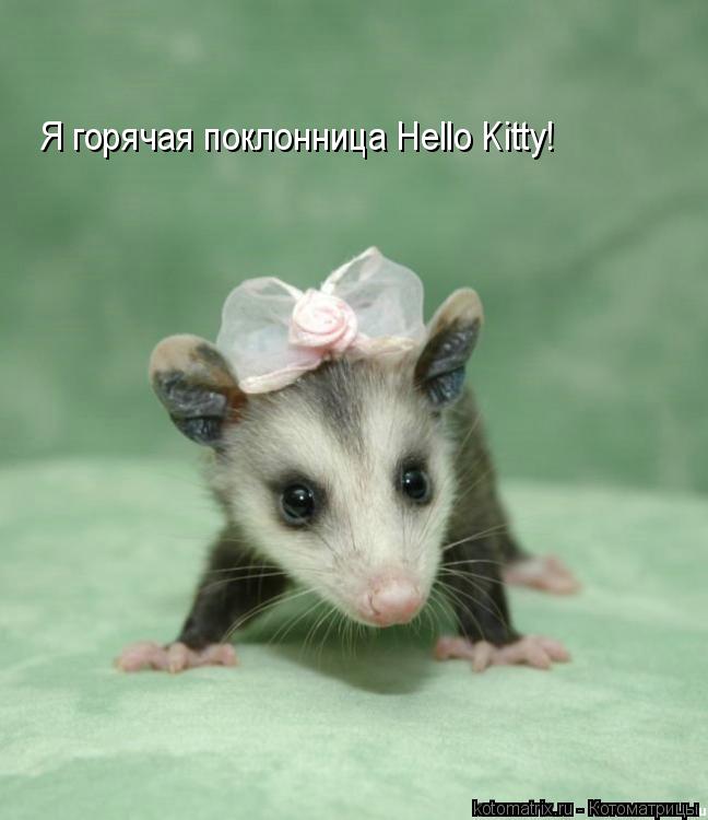 Котоматрица: Я горячая поклонница Hello Kitty!