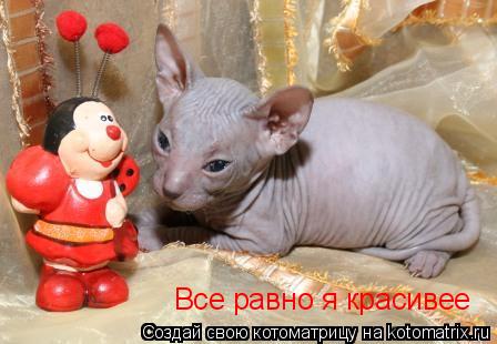 Котоматрица: Все равно я красивее Все равно я красивее