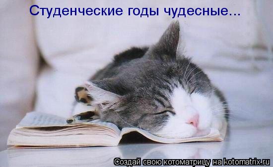 Котоматрица: Студенческие годы чудесные...