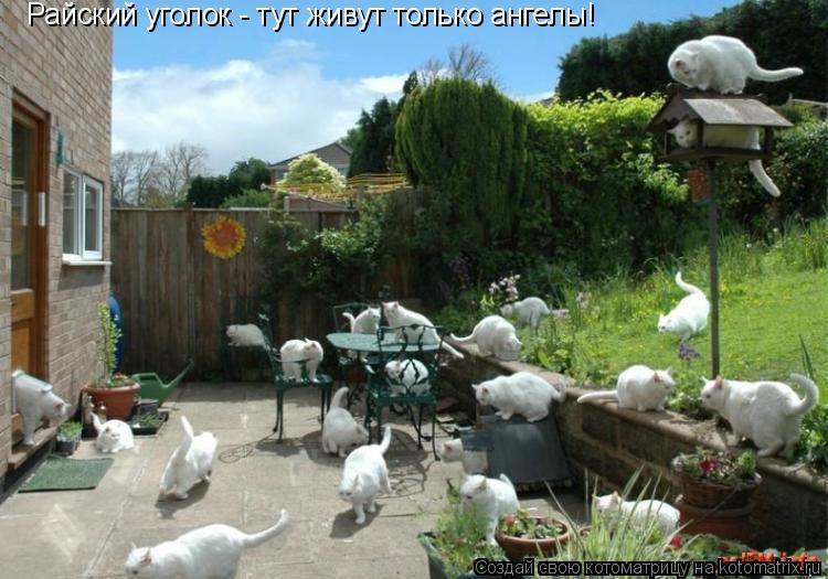 Котоматрица: Райский уголок - тут живут только ангелы!