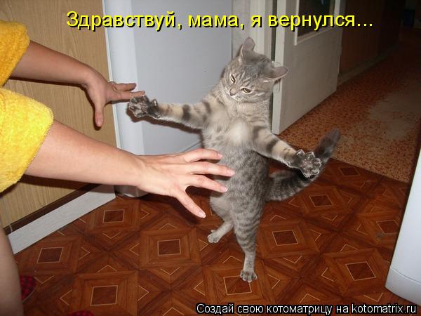 Котоматрица: Здравствуй, мама, я вернулся...