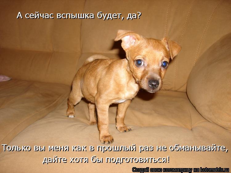 Котоматрица: А сейчас вспышка будет, да? Только вы меня как в прошлый раз не обманывайте, дайте хотя бы подготовиться!